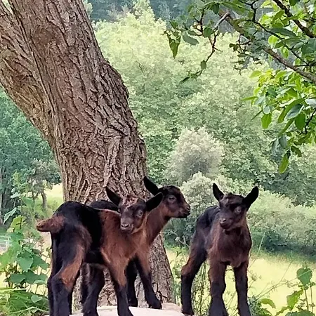 منزل ريفي Erlete Goikoa -estamos En El Camino De Santiago -we Are On The Camino De Santiago ديبا