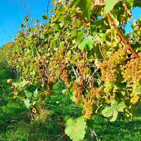 Erlete Goikoa -estamos En El Camino De Santiago -we Are On The Camino De Santiago Εξοχικό σπίτι *