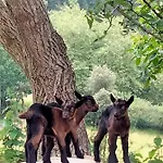 Séjour à la campagne Erlete Goikoa -estamos En El Camino De Santiago -we Are On The Camino De Santiago- Senderismo-rutas Y Bicicleta Deba