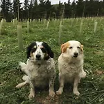 Séjour à la campagne Erlete Goikoa -estamos En El Camino De Santiago -we Are On The Camino De Santiago- Senderismo-rutas Y Bicicleta *