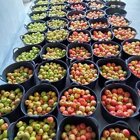 Erlete Goikoa -estamos En El Camino De Santiago -we Are On The Camino De Santiago *