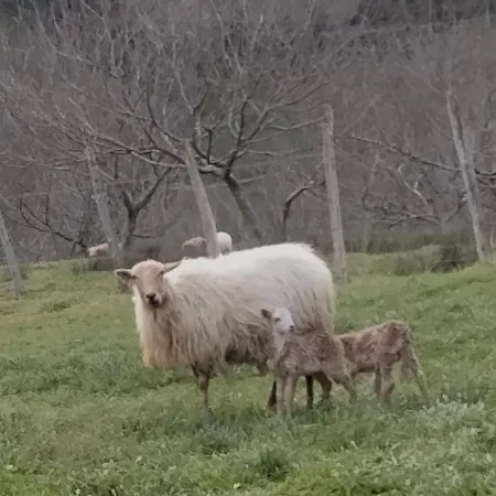 Erlete Goikoa -estamos En El Camino De Santiago -we Are On The Camino De Santiago *