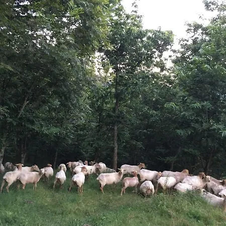 Erlete Goikoa -estamos En El Camino De Santiago -we Are On The Camino De Santiago * Deba