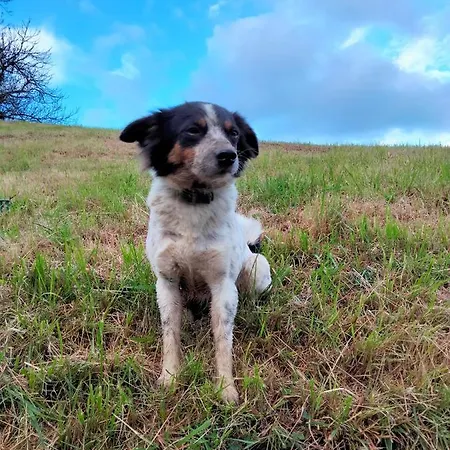 Landsted Erlete Goikoa -estamos En El Camino De Santiago -we Are On The Camino De Santiago